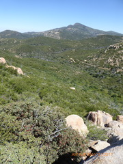 Arctostaphylos pungens