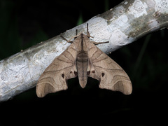 Marumba