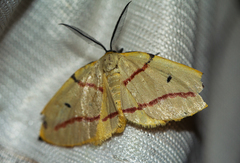 Phoenicocampa rubrifasciata