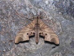 Marumba