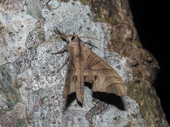 Marumba