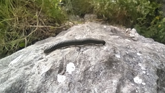 Ommatoiulus sabulosus aimatopodus