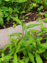 Persicaria maculosa