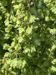 Rumex confertus