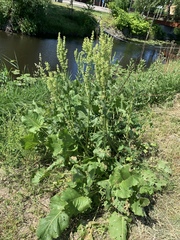 Rumex confertus