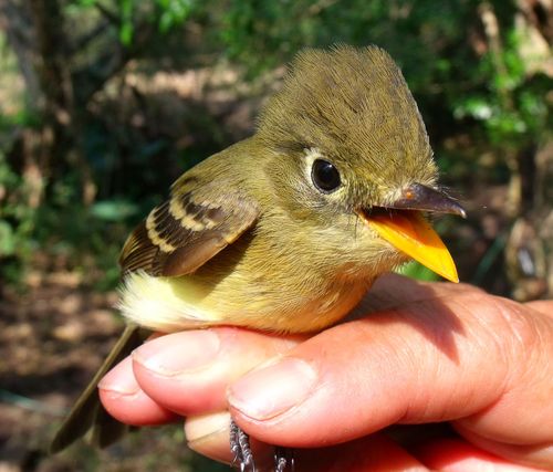 Western Flycatcher (Empidonax difficilis)