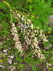 Thlaspi arvense