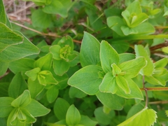 Hypericum maculatum obtusiusculum