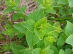 Hypericum maculatum obtusiusculum