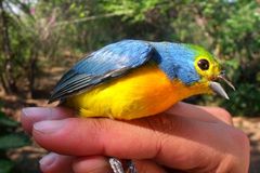 Passerina leclancherii