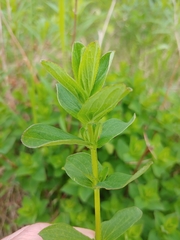 Hypericum maculatum obtusiusculum