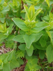 Hypericum maculatum obtusiusculum