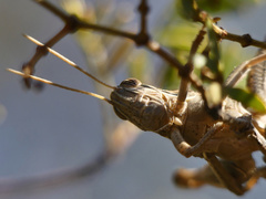 Schistocerca cancellata