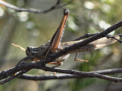 Schistocerca cancellata