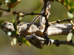 Schistocerca cancellata