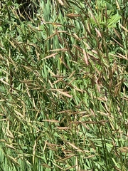 Bromus inermis