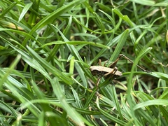 Pholidoptera griseoaptera