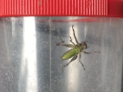 Pholidoptera griseoaptera