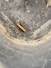 Pholidoptera griseoaptera