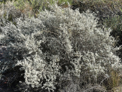 Buddleja mendozensis
