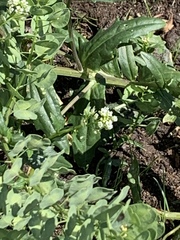 Thlaspi arvense
