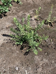 Thlaspi arvense