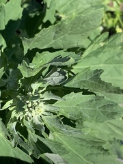 Chenopodium album