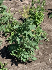 Chenopodium album