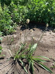 Plantago lanceolata