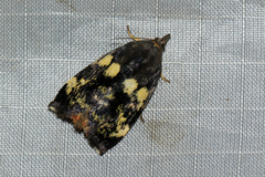 Hyblaea occidentalium