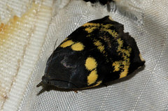 Hyblaea occidentalium