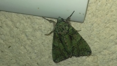 Polyphaenis sericata