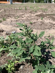 Chenopodium album