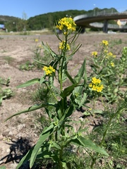 Erysimum cheiranthoides
