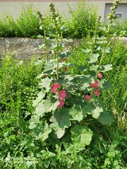 Alcea rosea