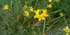 Lotus corniculatus corniculatus