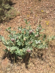 Asclepias californica