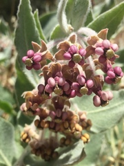 Asclepias californica