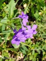 Delphinium consolida
