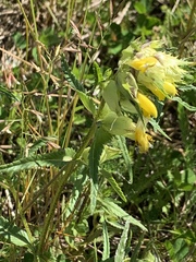 Rhinanthus minor