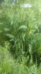 Rumex hydrolapathum