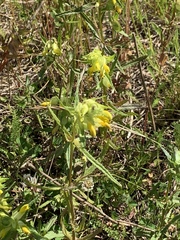 Rhinanthus minor