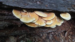 Buglossoporus quercinus