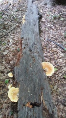 Buglossoporus quercinus