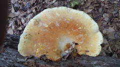 Buglossoporus quercinus