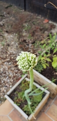 Allium cepa