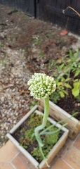 Allium cepa