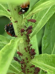 Uroleucon nigrotuberculatum