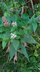 Eupatorium kiirunense
