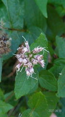 Eupatorium kiirunense